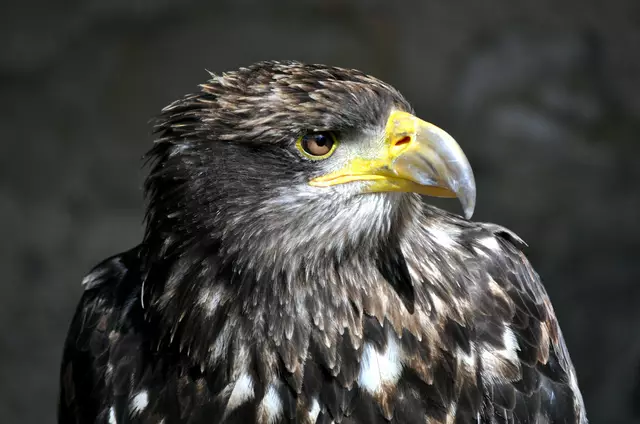 Seeadler in der Voliere | Foto: Daniela Somers