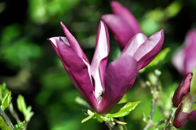 Mangnolienblüte in Nachbars Garten | Foto: Daniela Somers