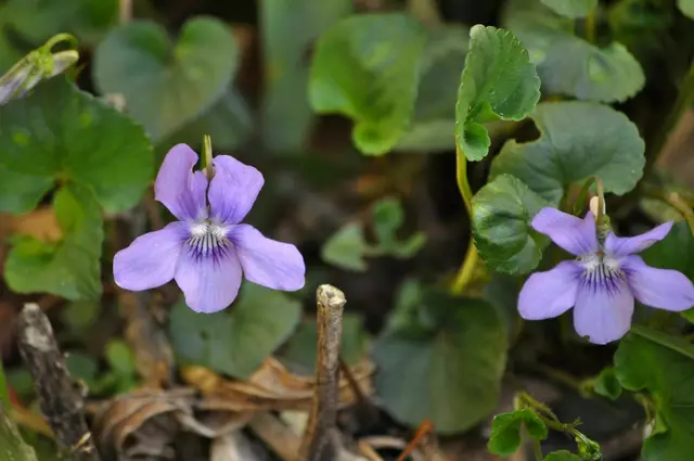 Auch die Veilchen blühen zum Teil noch | Foto: Daniela Somers