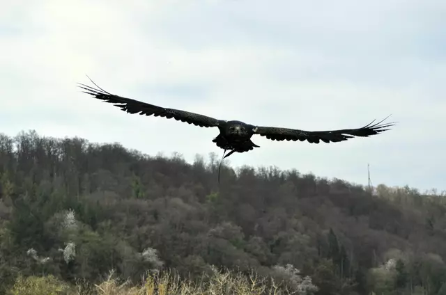 Seeadler im Anflug | Foto: Daniela Somers