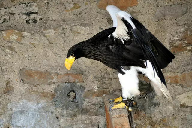 Weißkopfseeadler in seiner Voliere | Foto: Daniela Somers