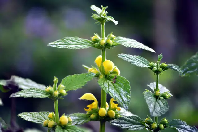 Goldmelisse | Foto: Daniela Somers