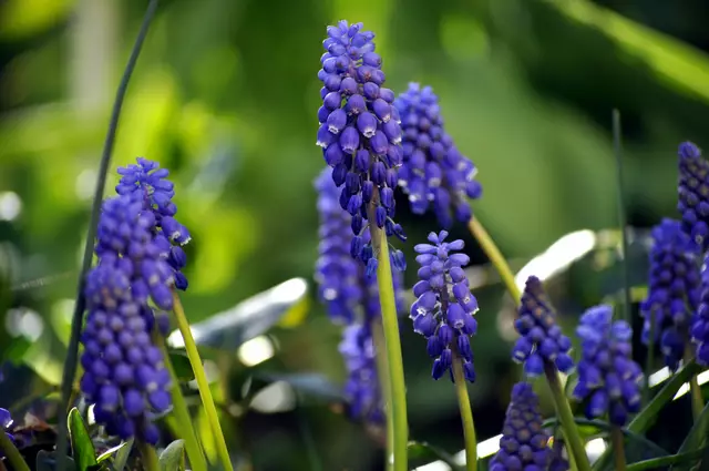 Traubenhyazinthen | Foto: Daniela Somers