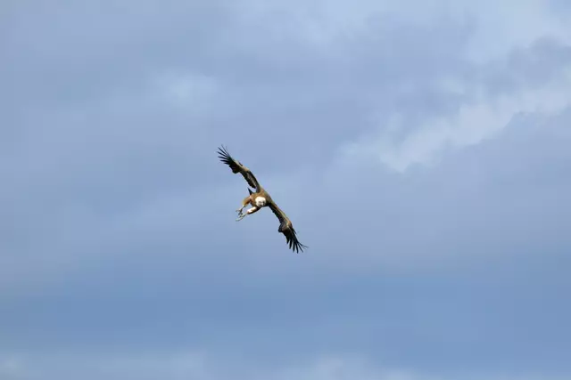 Gänsegeier bei der Flugvorführung | Foto: Daniela Somers