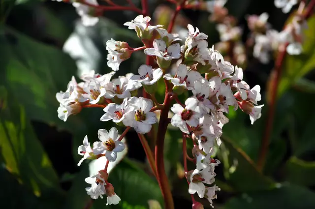 Bergenienblüte | Foto: Daniela Somers
