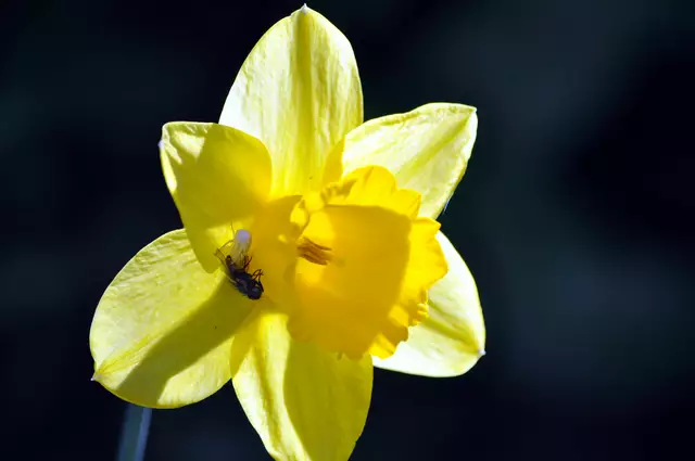 Osterglocke. Hier hat eine Veränderliche Krabbenspinne eine Biene erbeutet | Foto: Daniela Somers