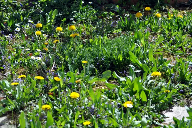 Meine wilde Wiese | Foto: Daniela Somers