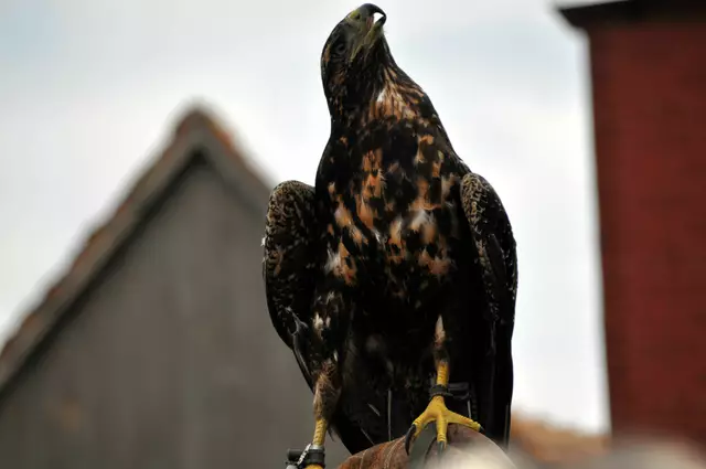 Wenn ich es noch richtig weiß dann ist das ein Andenbussard | Foto: Daniela Somers