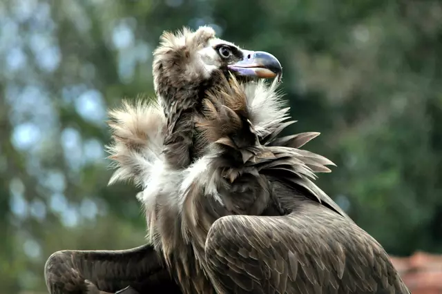 Aufmerksam schaut der Mönchsgeier nach dem Falkner | Foto: Daniela Somers