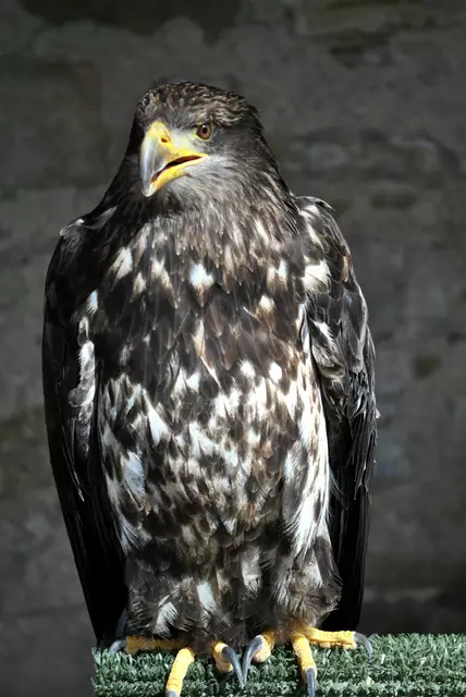 Seeadler in der Voliere | Foto: Daniela Somers