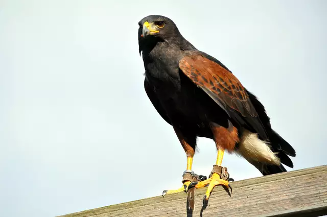 Wüstenbussard bei der Flugshow | Foto: Daniela Somers