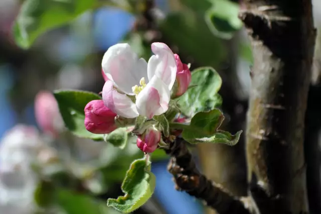 Apfelblüte | Foto: Daniela Somers