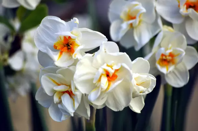 Gefüllte Osterglocken | Foto: Daniela Somers