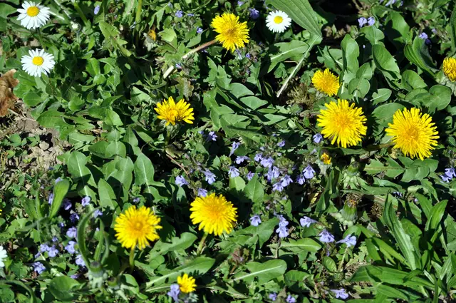 Meine wilde Wiese | Foto: Daniela Somers