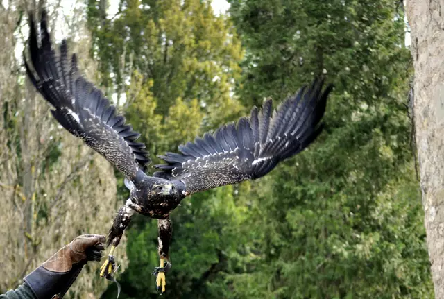 Seeadler beim Abflug in der Flugvorführung | Foto: Daniela Somers