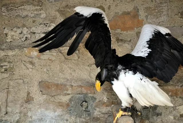 Weißkopfseeadler in seiner Voliere. Ab und an müssen die Schwingen bewegt werden. | Foto: Daniela Somers