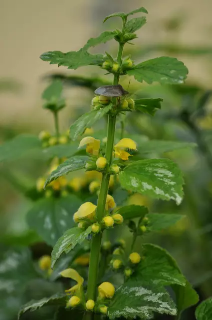 Goldmelisse | Foto: Daniela Somers
