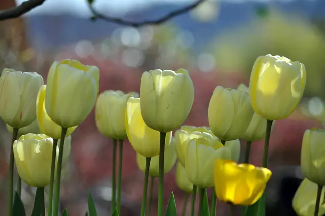Tulpen sind gerade aufgeblüht | Foto: Daniela Somers