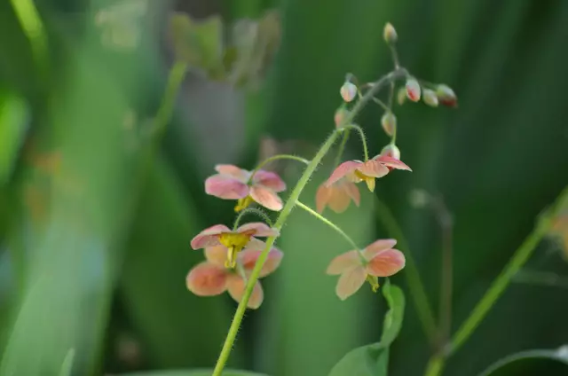 Elfenblume (Epimedium warleyense) | Foto: Daniela Somers