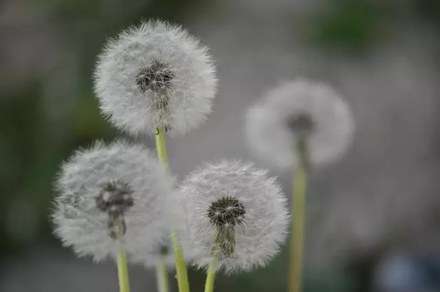 Auch die Pusteblumen sind schon da | Foto: Daniela Somers