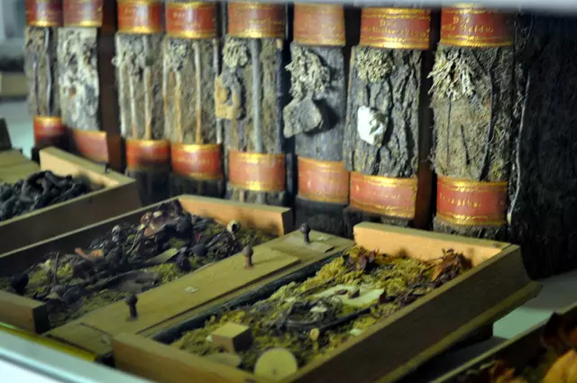 Holzbibliothek, ein 200 Jahre altes Herbarium mit 93 Bänden. Hier ist alles von jedem Baum. Samen, Blätter, Früchte, Holz. Die jeweiligen Einbände sind aus der Rinde des Baumes gefertigt. | Foto: Daniela Somers