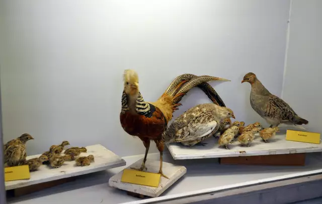 Auch das sieht man im Museum. Verschiedene Fasanenartige Vögel | Foto: Daniela Somers