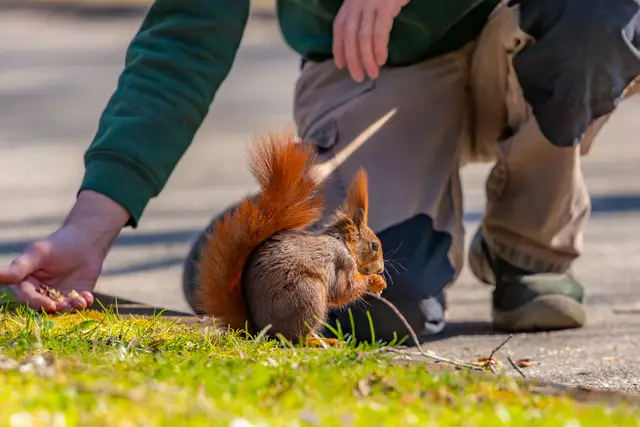 Eichhörnchen | Foto: Helga Rosenberger