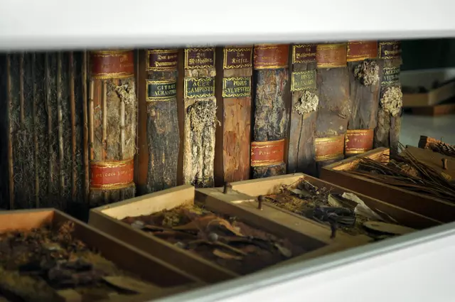 Holzbibliothek | Foto: Daniela Somers
