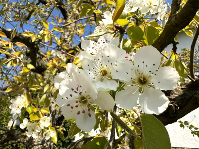 Foto: Heide Böllinger aus Bad Friedrichshall