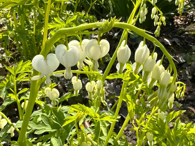 Foto: Heide Böllinger aus Bad Friedrichshall
