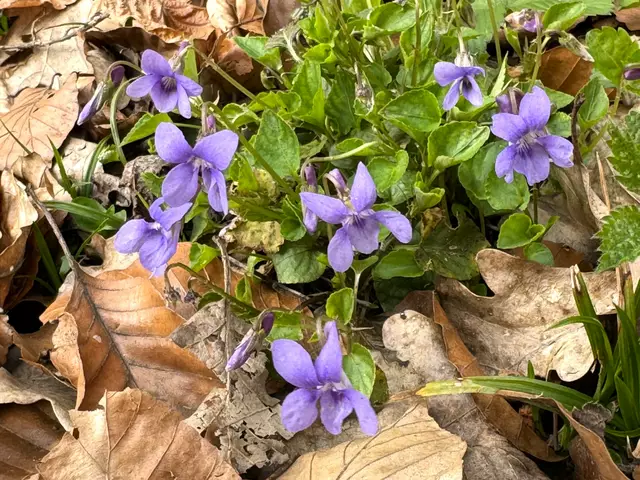 Foto: Heide Böllinger aus Bad Friedrichshall