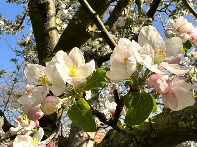 Foto: Heide Böllinger aus Bad Friedrichshall