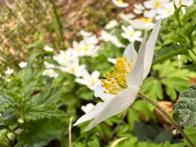 Foto: Heide Böllinger aus Bad Friedrichshall