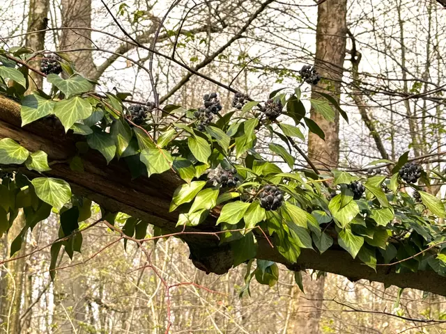 Foto: Heide Böllinger aus Bad Friedrichshall
