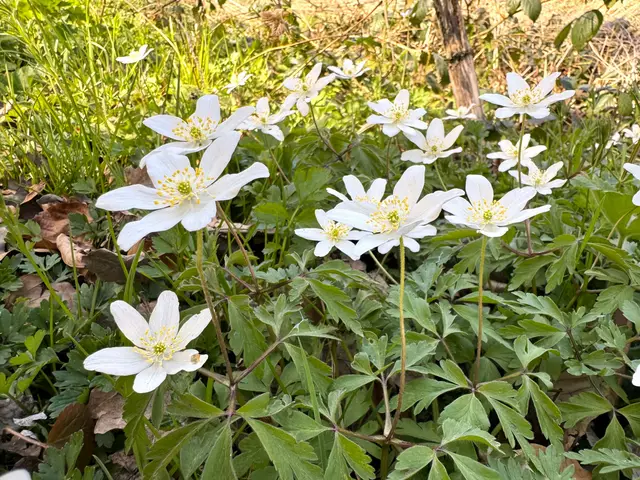 Foto: Heide Böllinger aus Bad Friedrichshall