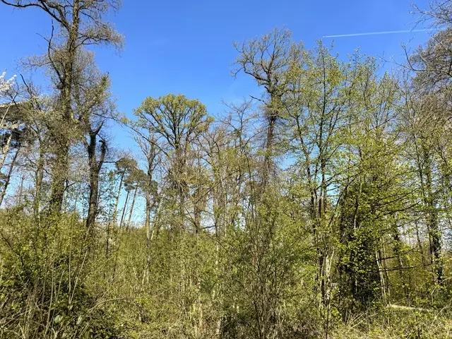 Foto: Heide Böllinger aus Bad Friedrichshall