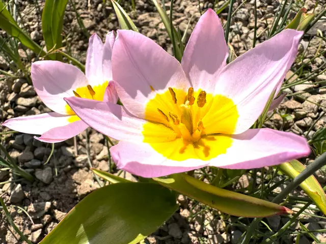 Foto: Heide Böllinger aus Bad Friedrichshall