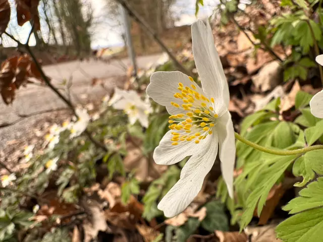 Foto: Heide Böllinger aus Bad Friedrichshall