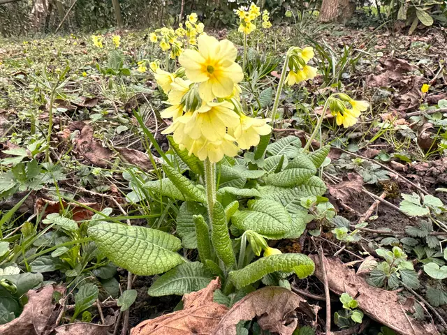 Foto: Heide Böllinger aus Bad Friedrichshall