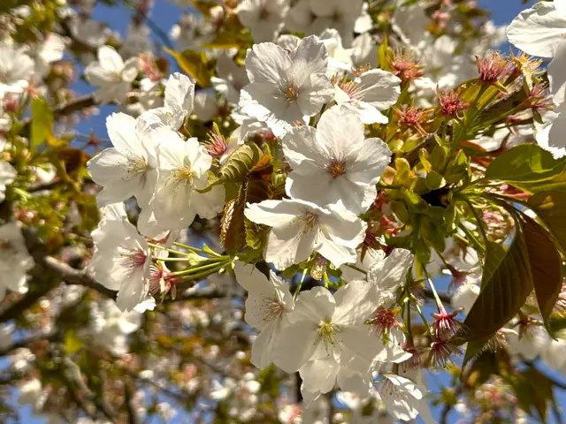 Foto: Heide Böllinger aus Bad Friedrichshall