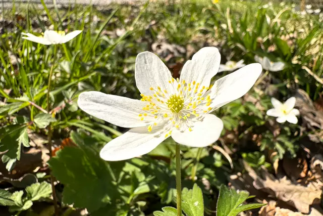 Foto: Heide Böllinger aus Bad Friedrichshall