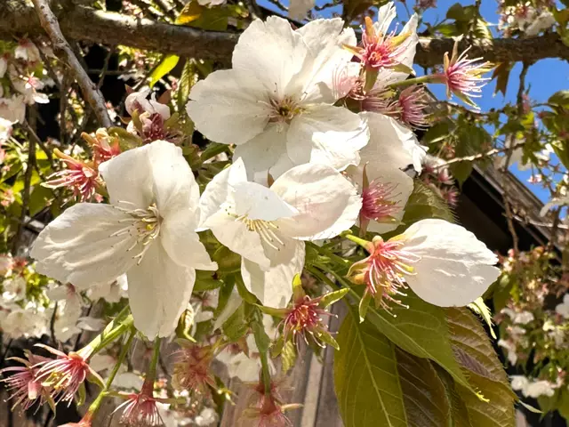 Foto: Heide Böllinger aus Bad Friedrichshall