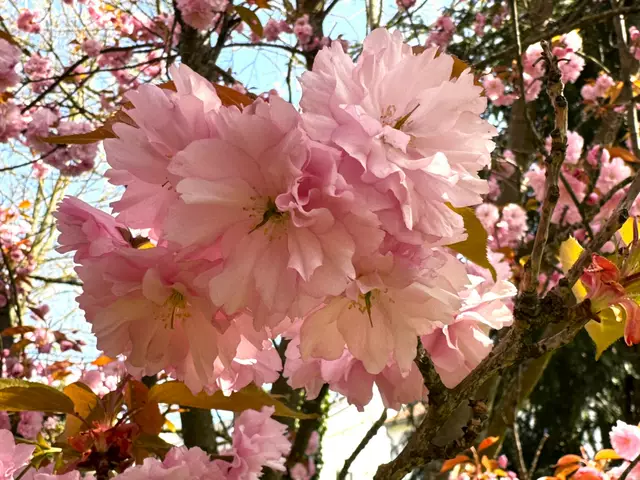 Foto: Heide Böllinger aus Bad Friedrichshall