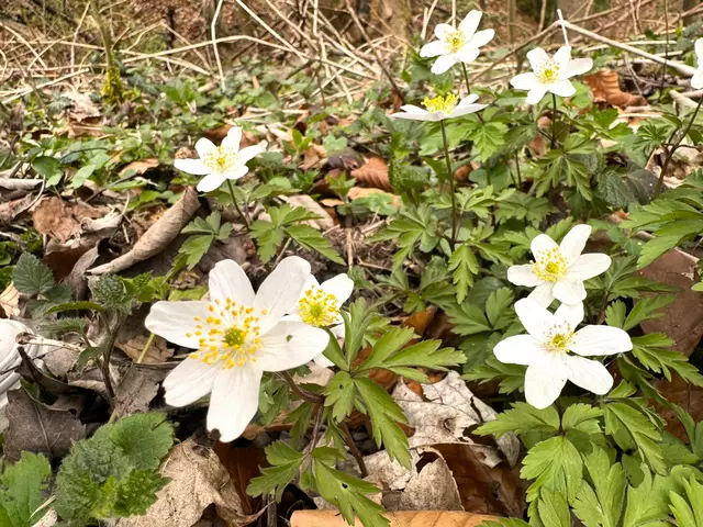 Foto: Heide Böllinger aus Bad Friedrichshall