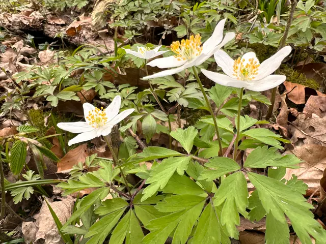 Foto: Heide Böllinger aus Bad Friedrichshall