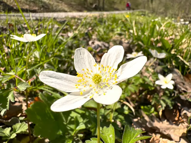 Foto: Heide Böllinger aus Bad Friedrichshall