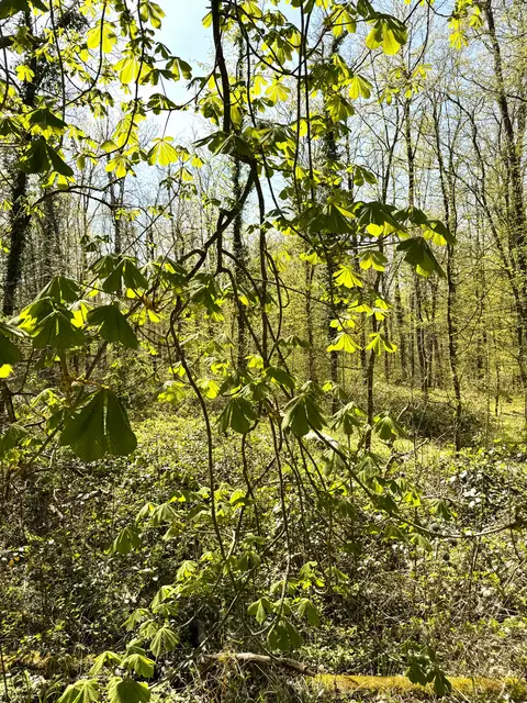 Foto: Heide Böllinger aus Bad Friedrichshall
