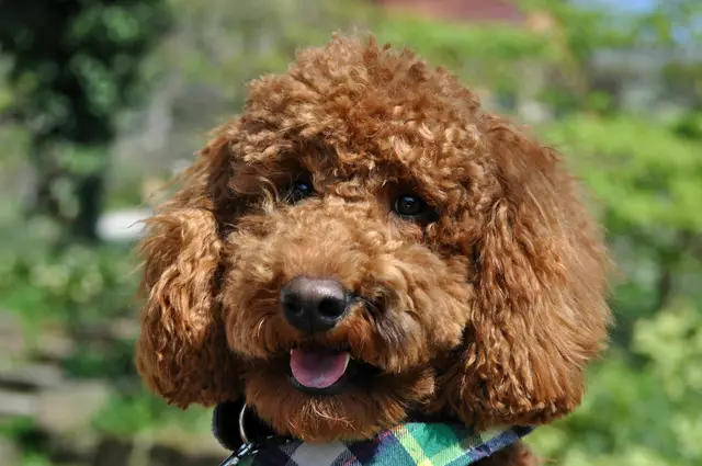 Benny der Sonnenschein | Foto: Daniela Somers