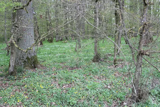 Bisons in Hohenlohe🦬🦬🦬 | Foto: Ralf Röser
