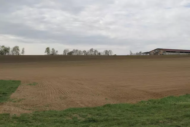Bisons in Hohenlohe🦬🦬🦬 | Foto: Ralf Röser